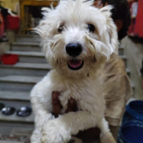 à l'adoption (4)