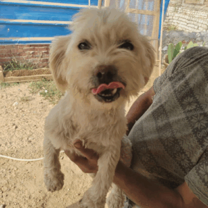 à l'adoption