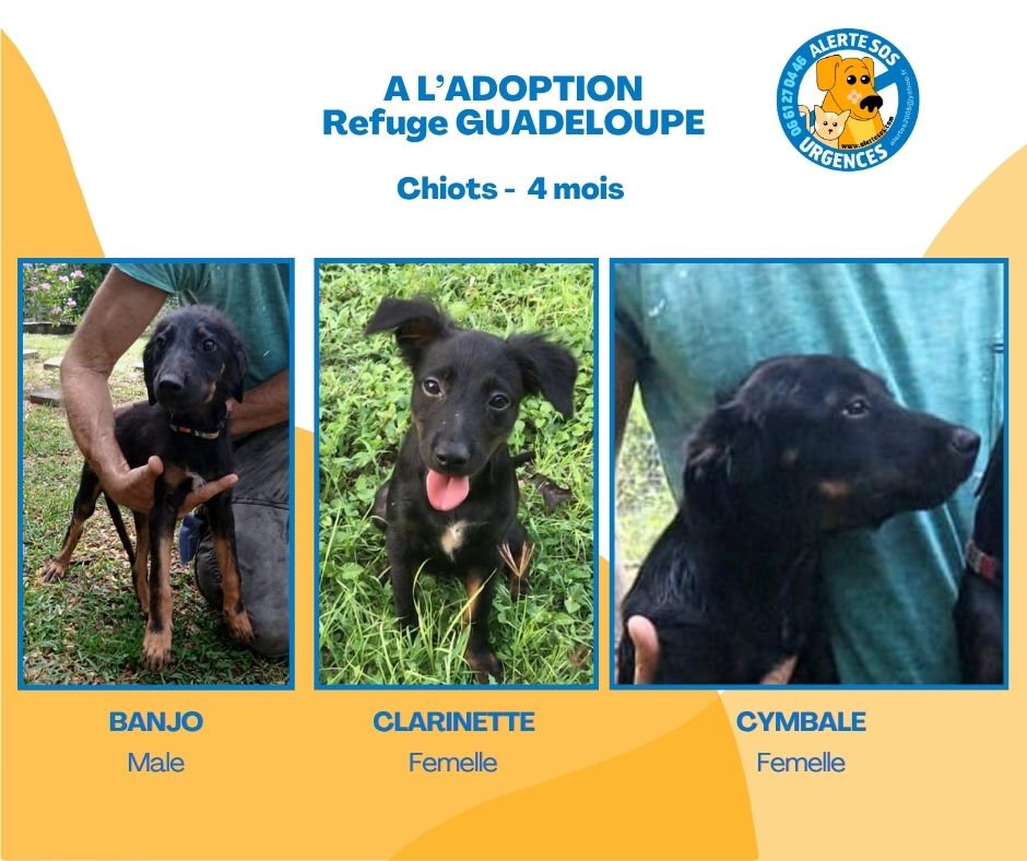 a l’adoption