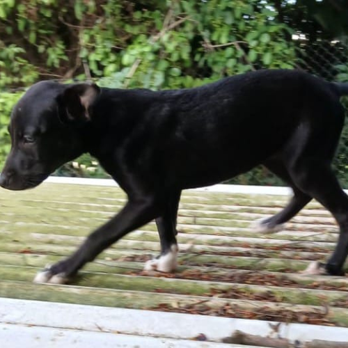 pixel (1)