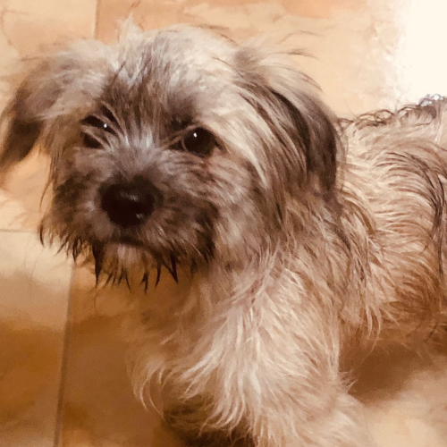 pixel (10)