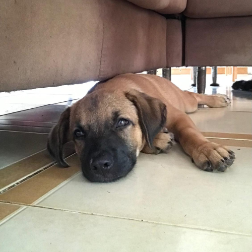 pixel (2)