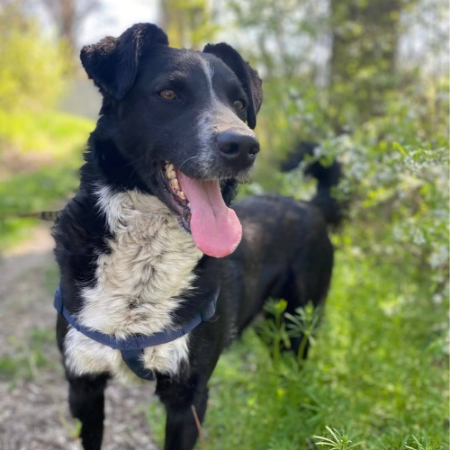 pixel (3)