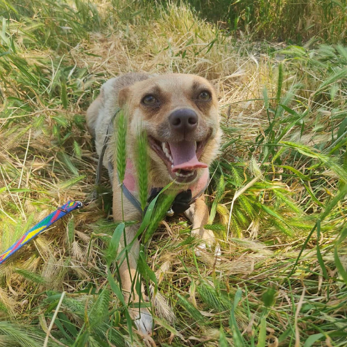 pixel (4)