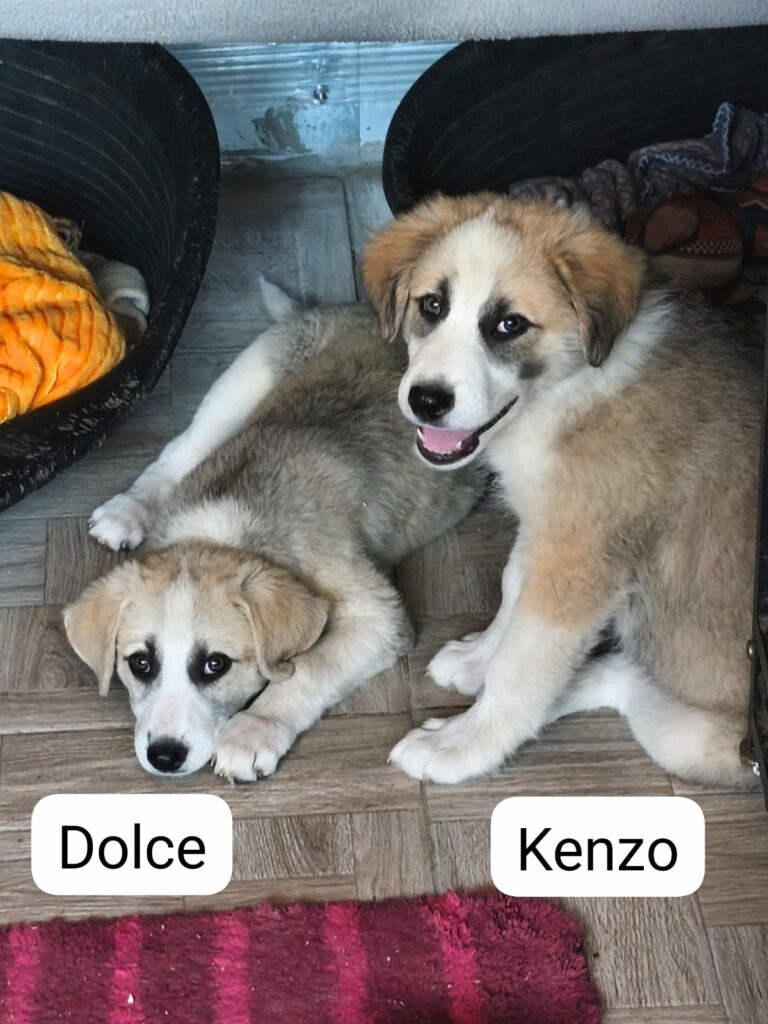 kenzo