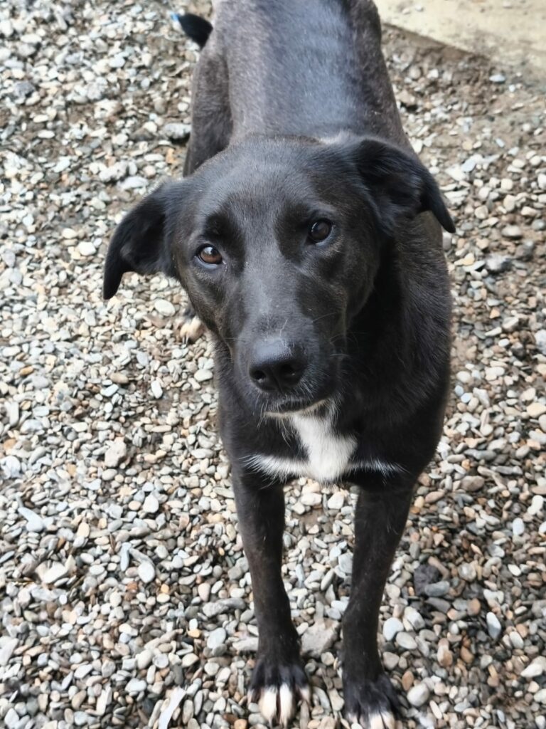 xena