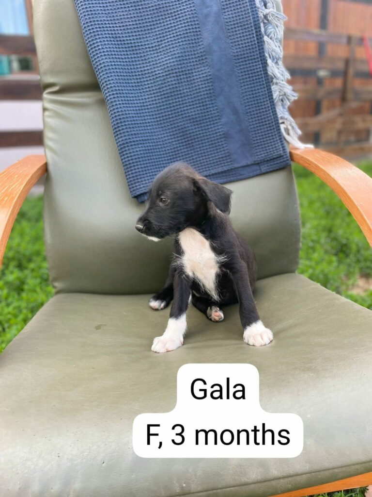 gala 2