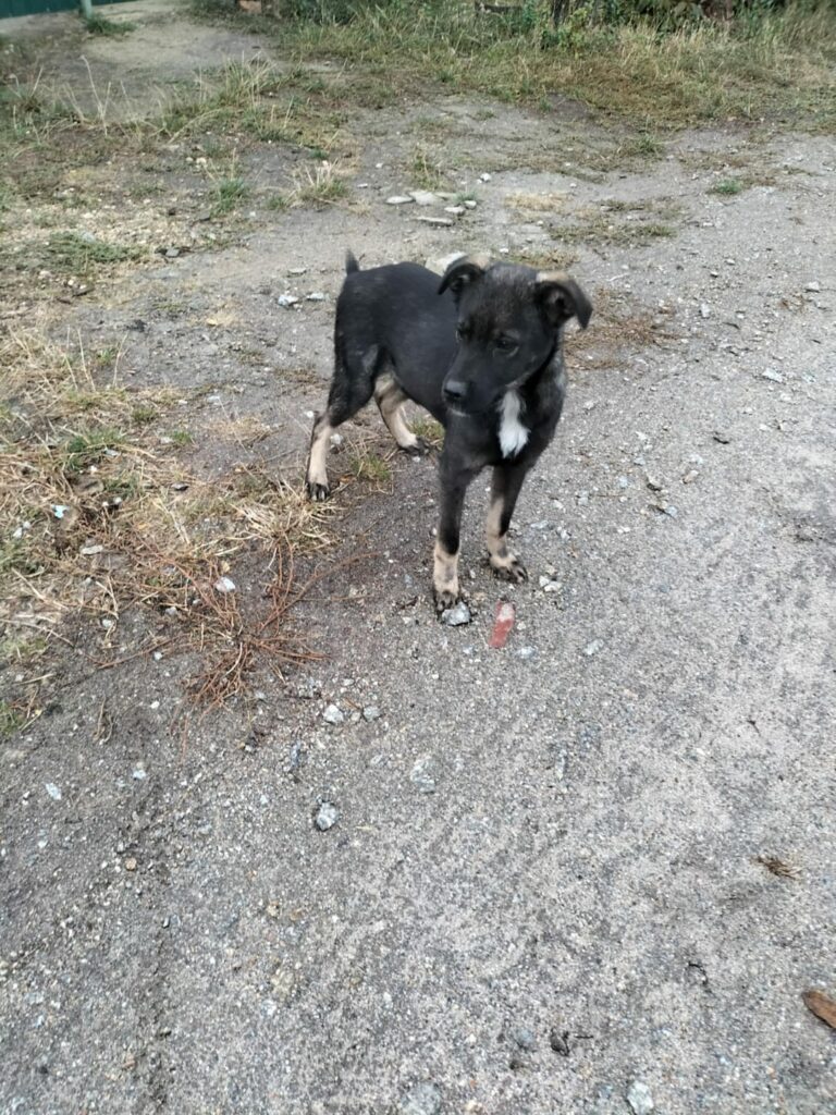 leon urgent 2