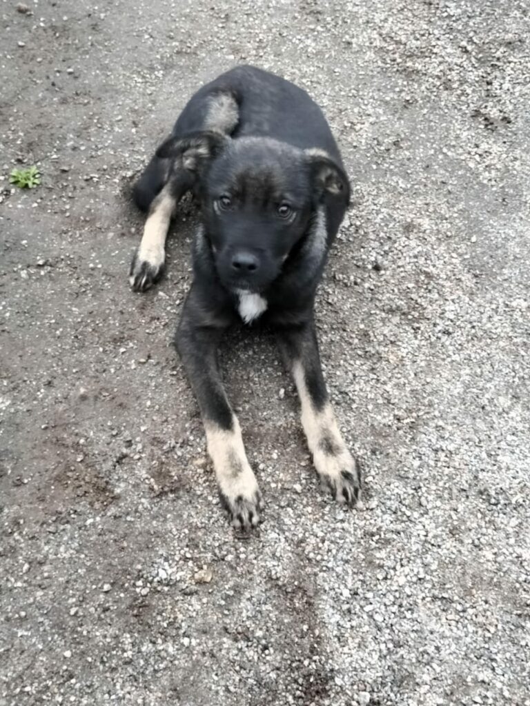leon urgent 3