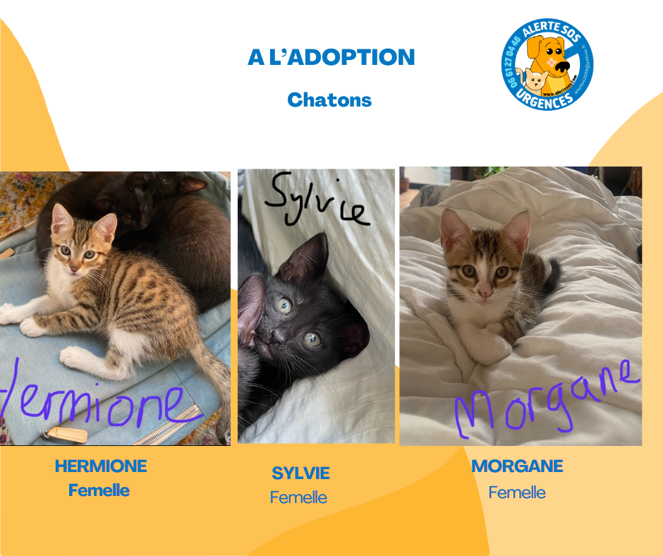 a l’adoption (1)