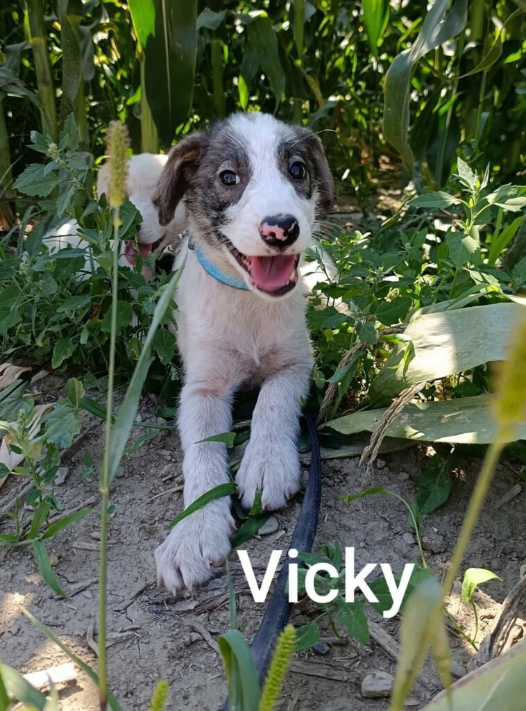 vicky 4