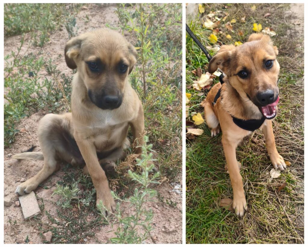 571653252 832696025938335 5534263252355269181 n