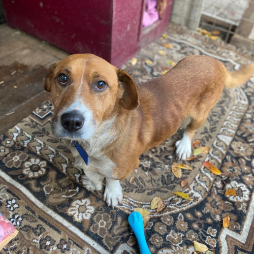 à l'adoption chien basset croisé