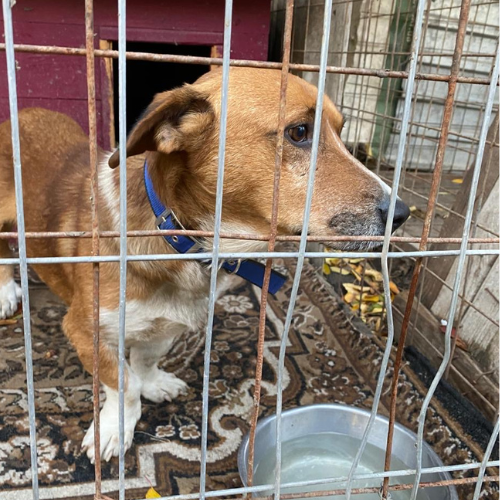 à l'adoption chien basset croisé