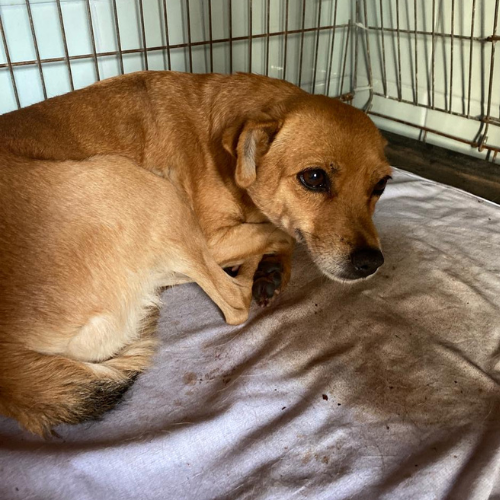 Chien à l'adoption ukraine, chien à adopter