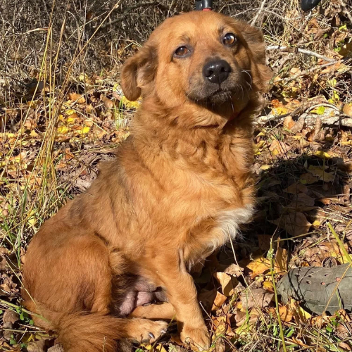 chien à adopter, adoption
