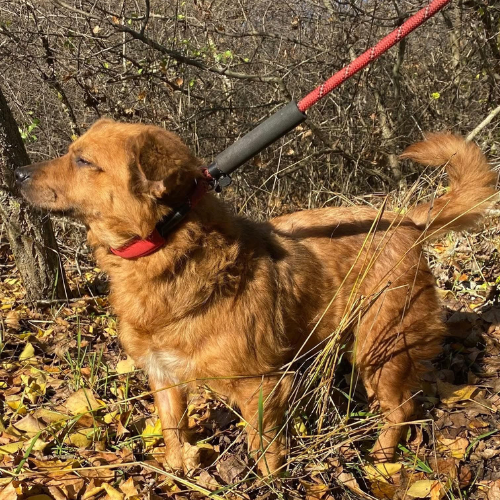 chien à adopter, adoption