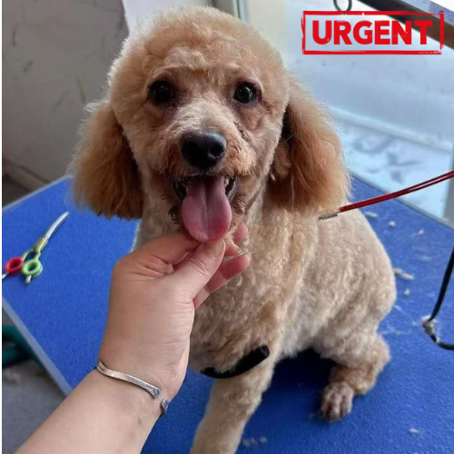 gabriel chien a adopter