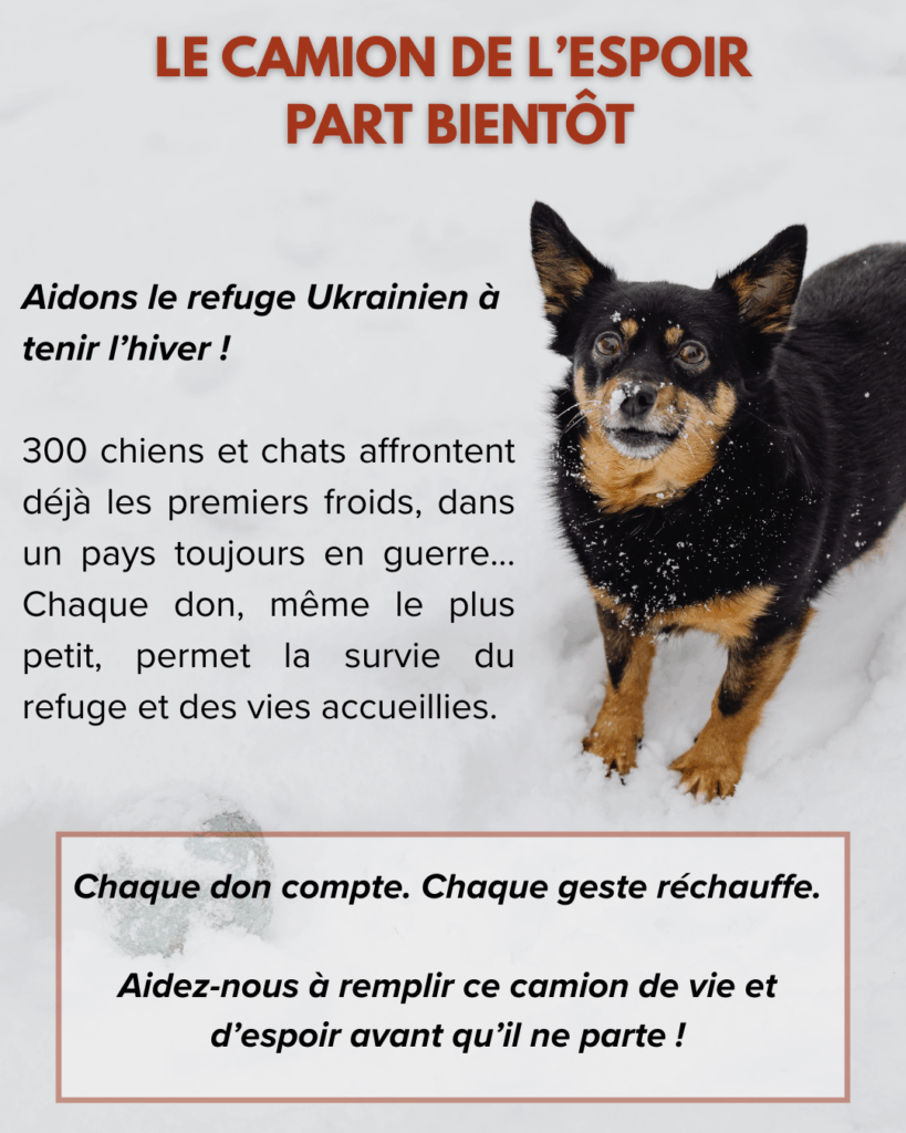 dons pour aider les animaux