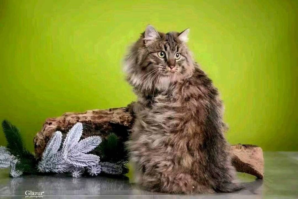 whatsapp image 2025 11 06 à 23.23.57 5f143fc8