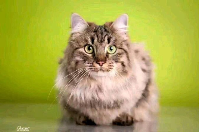 whatsapp image 2025 11 06 à 23.23.57 f139c8a3