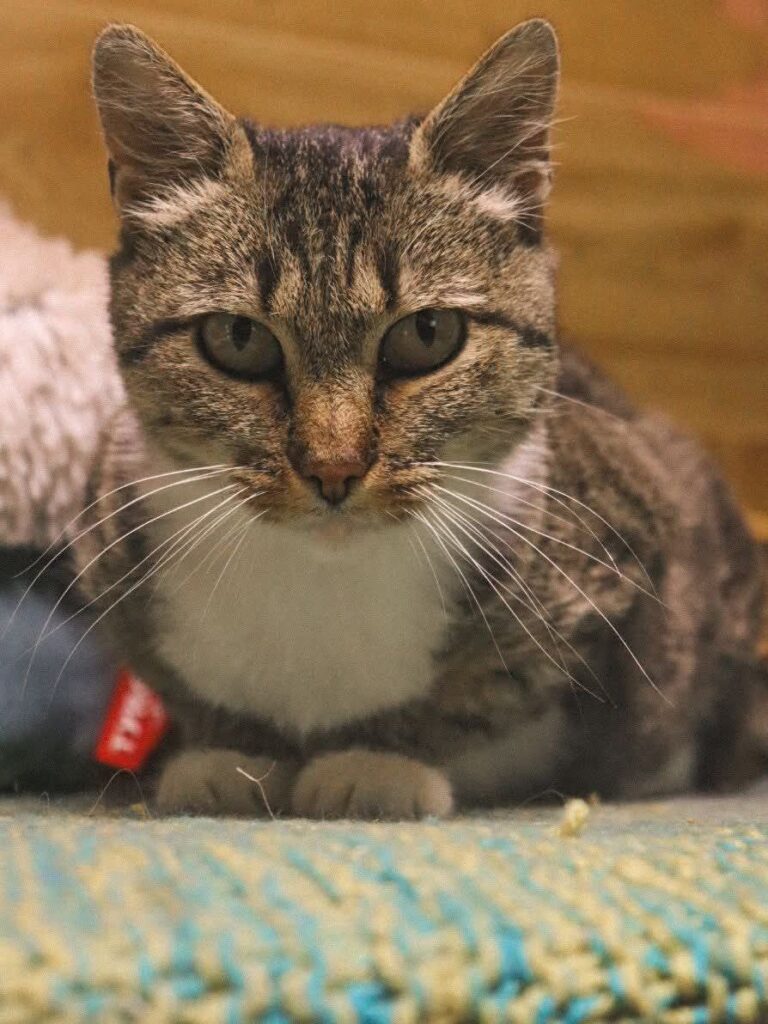 whatsapp image 2025 11 06 à 23.29.14 09daa062