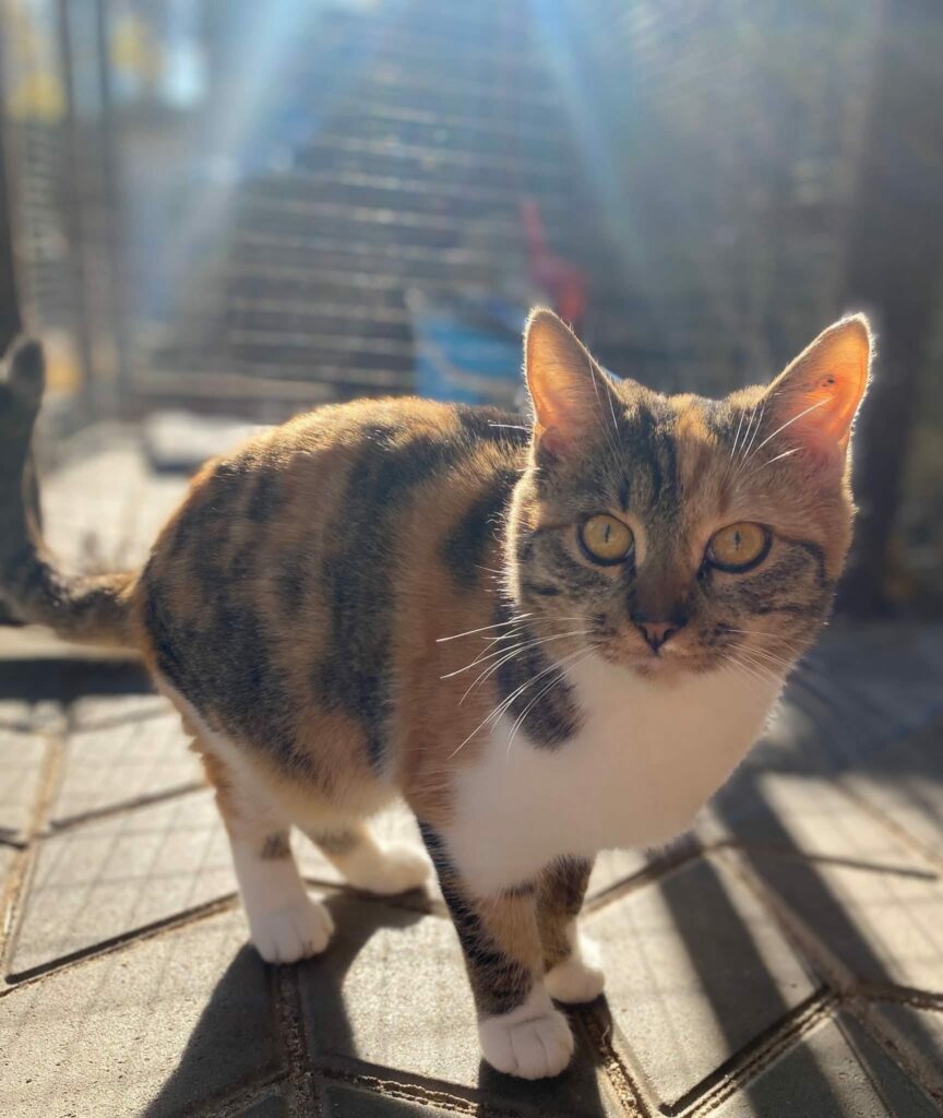 whatsapp image 2025 11 06 à 23.35.50 dabca3b9