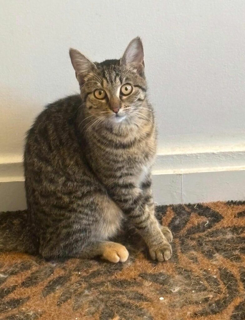 whatsapp image 2025 11 09 at 11.50.12