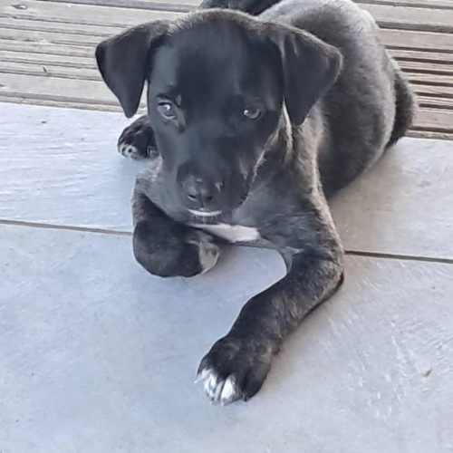 à l'adoption chien guadeloupe