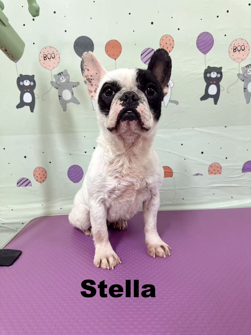 whatsapp image 2025 12 24 at 09.15.41 (1)