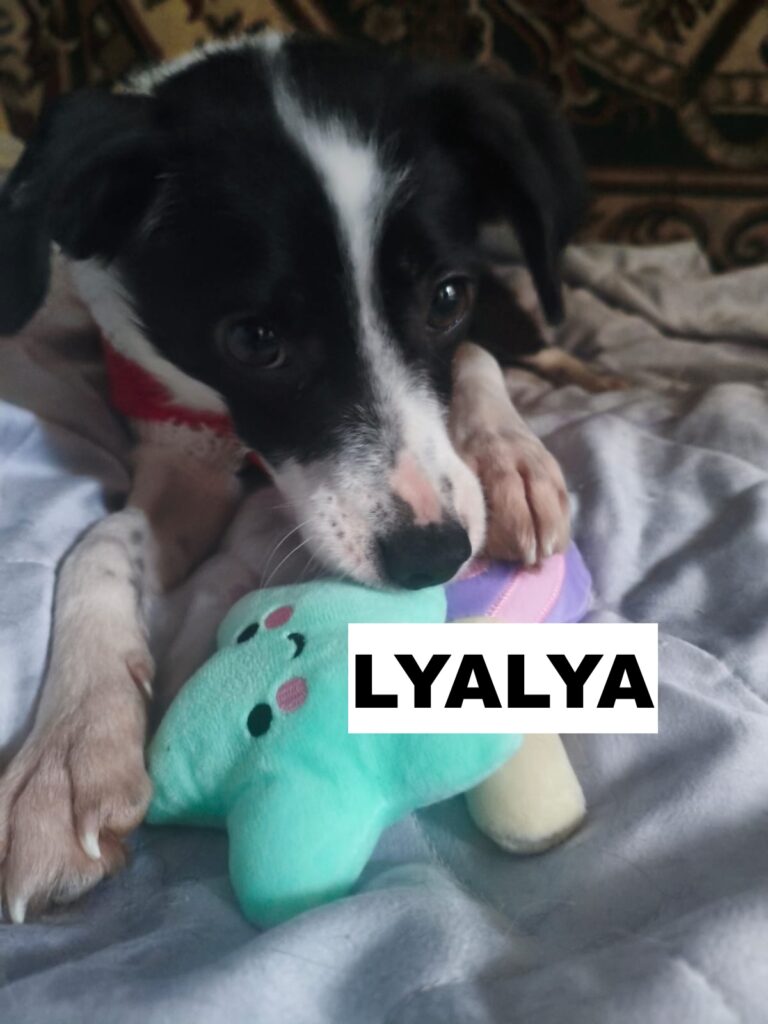 whatsapp image 2025 12 31 at 17.21.09 (1)