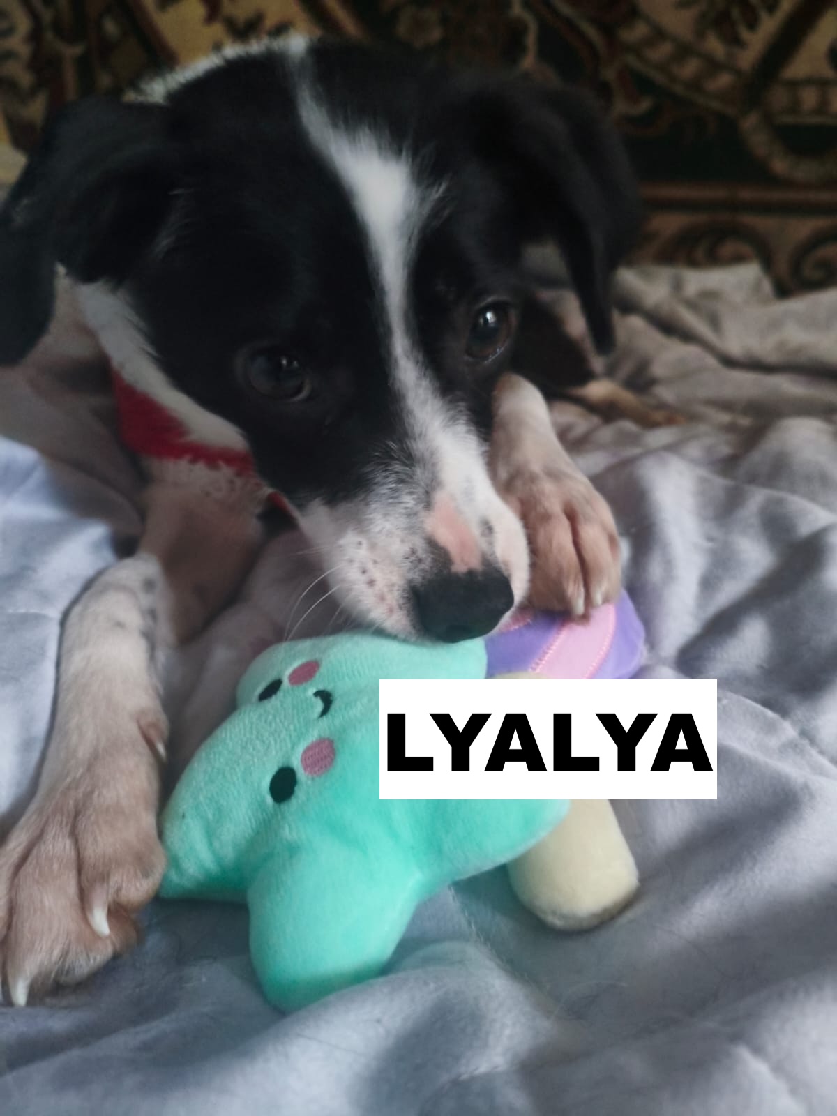 whatsapp image 2025 12 31 at 17.21.09 (1)