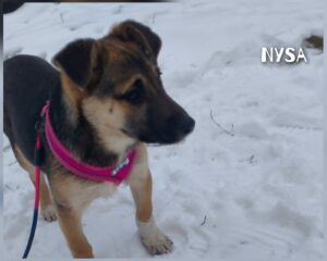 whatsapp image 2026 01 01 at 18.03.58 (1)