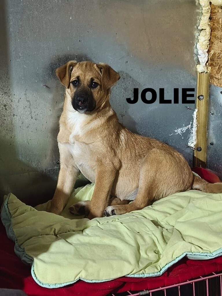 whatsapp image 2026 01 04 at 12.34.38