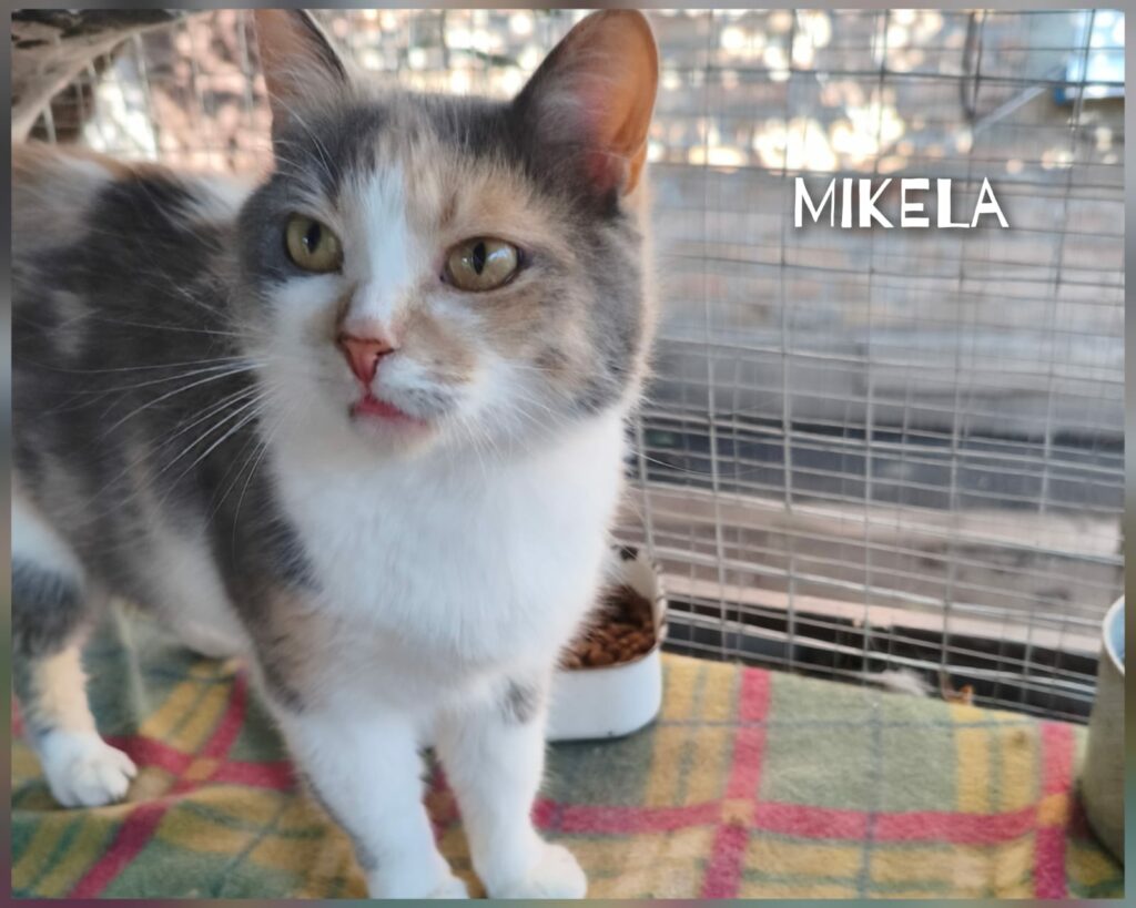 whatsapp image 2026 01 09 at 08.47.36 (2)