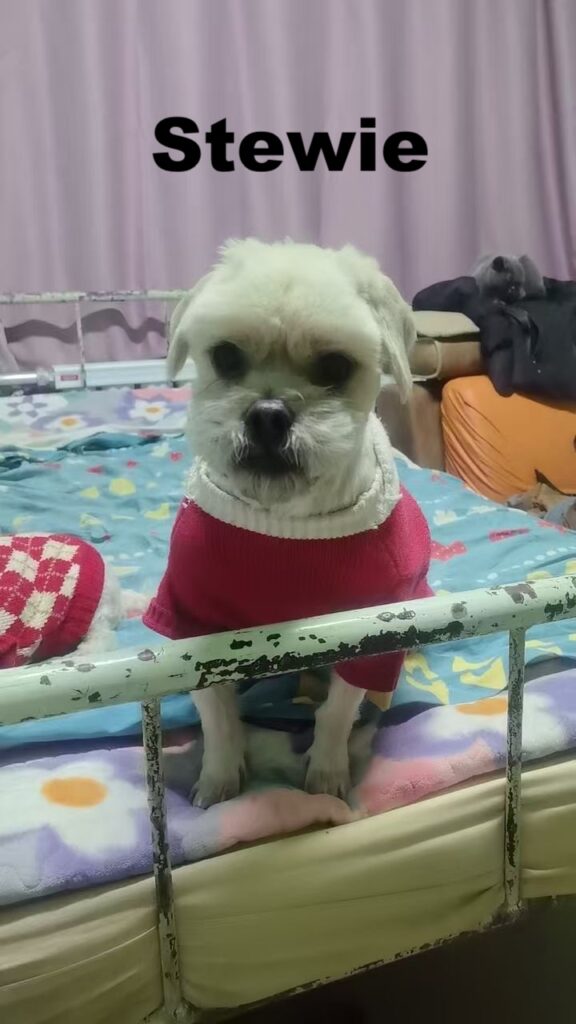 whatsapp image 2026 01 12 at 12.52.00