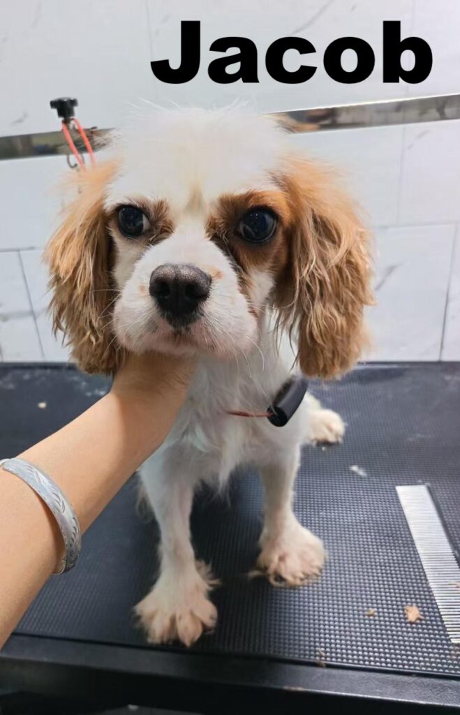 whatsapp image 2026 01 16 at 15.28.10 (1)