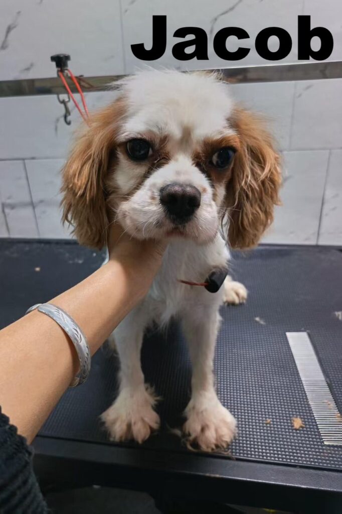 whatsapp image 2026 01 16 at 15.28.10