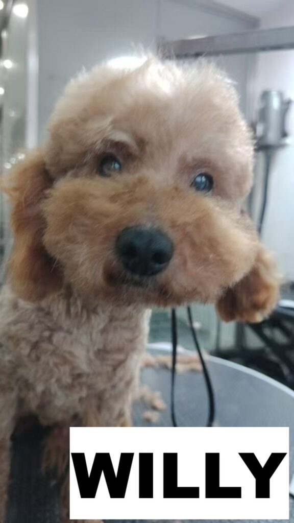 whatsapp image 2026 01 19 at 15.33.12