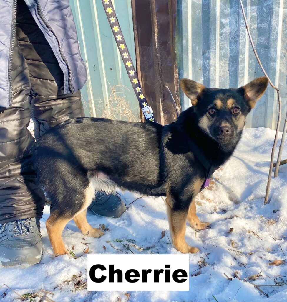 whatsapp image 2026 02 07 at 22.28.36 (1)