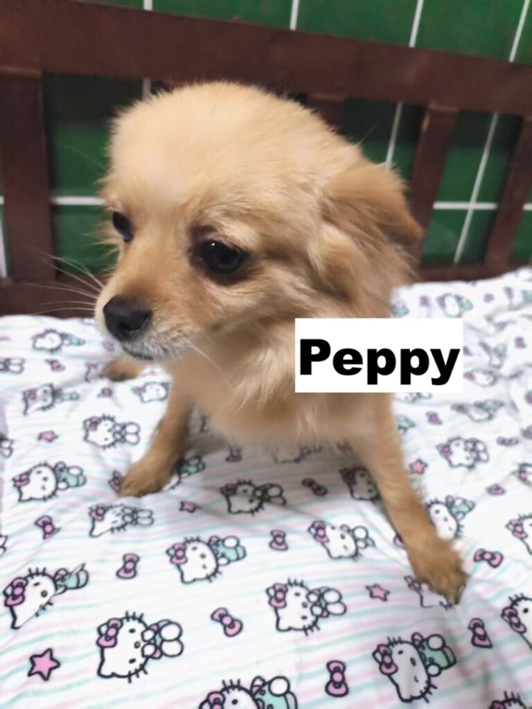 whatsapp image 2026 02 15 at 11.56.30