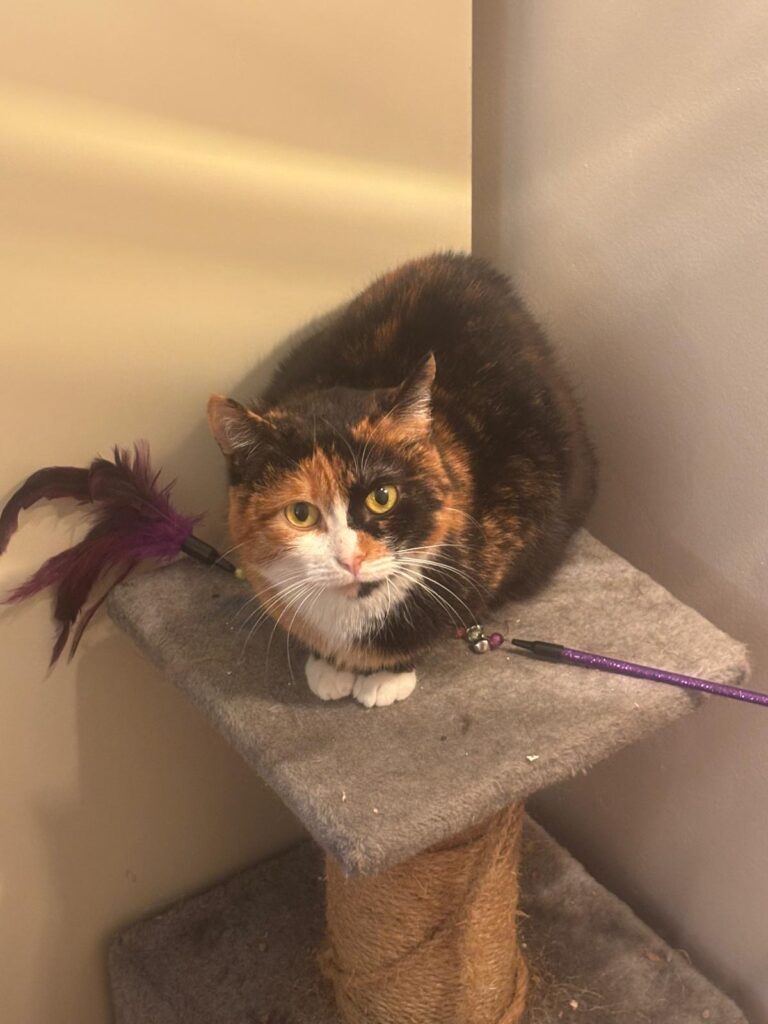 29b4e9b4 e7d2 4346 addf dbb21f627254