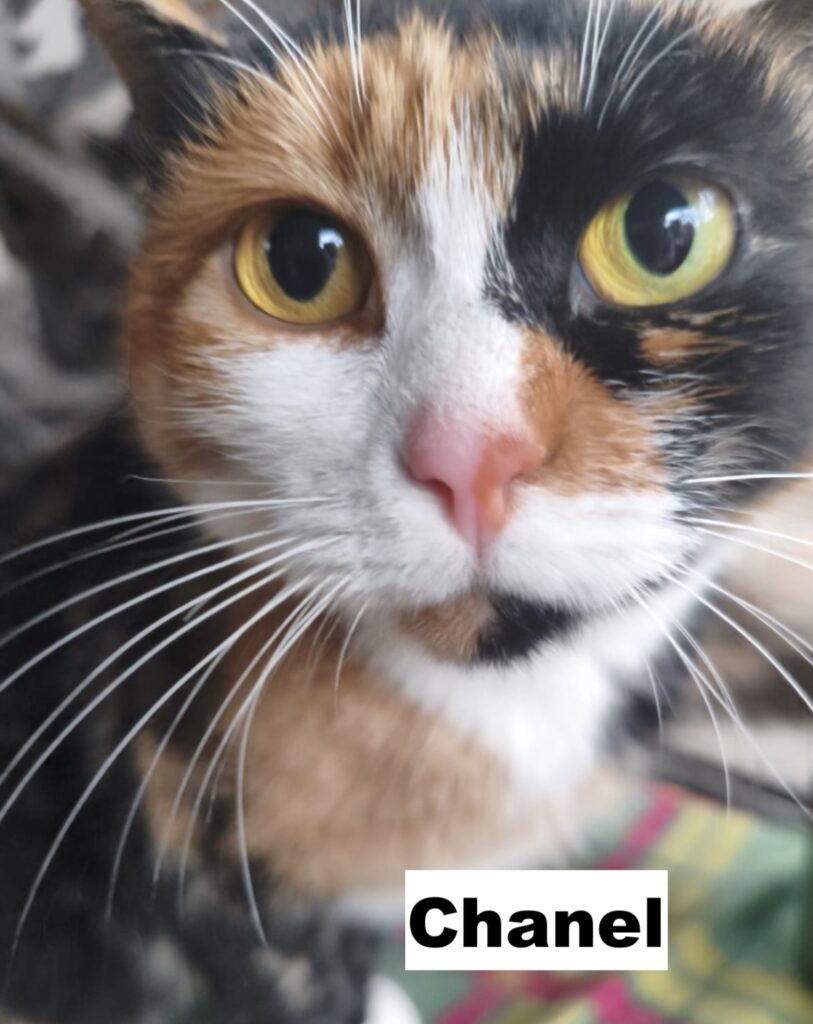 622820761 906104058597531 3147774702807729043 n