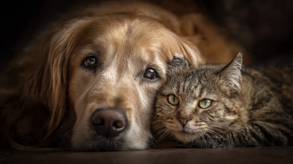 appel au don chien chat alerte sos