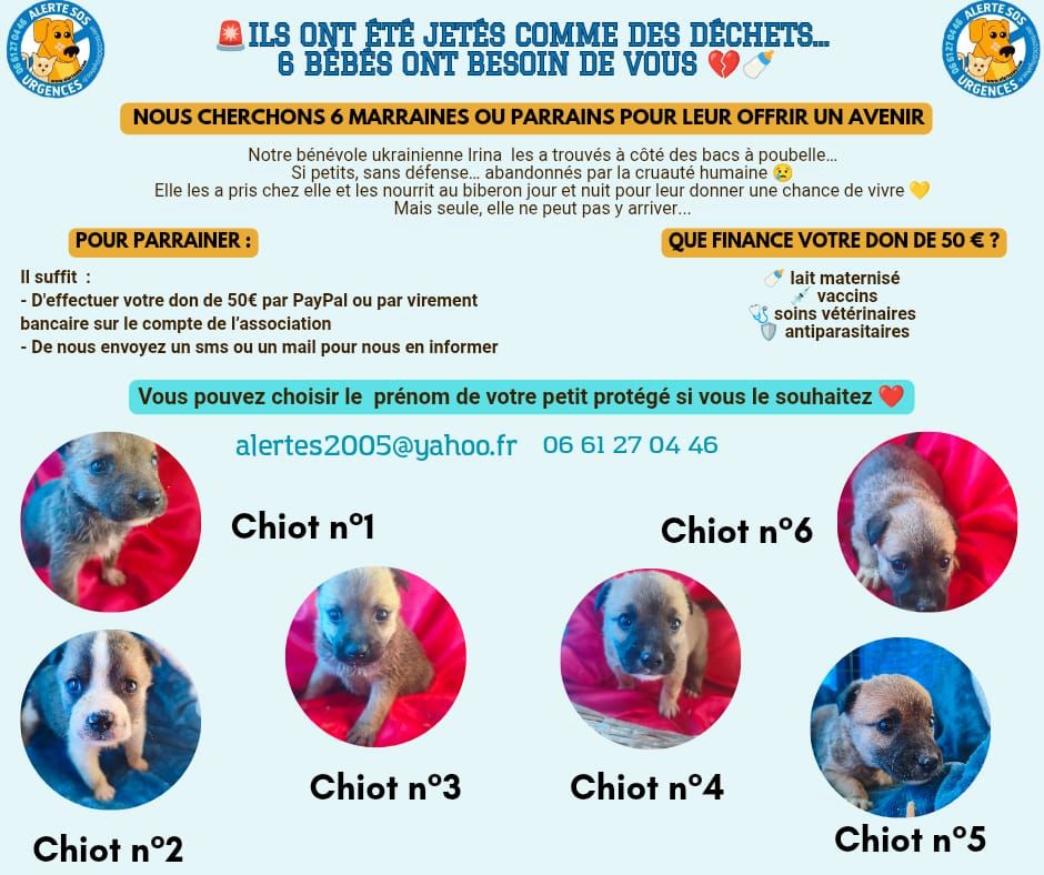 appel parrainages chiots mars2026