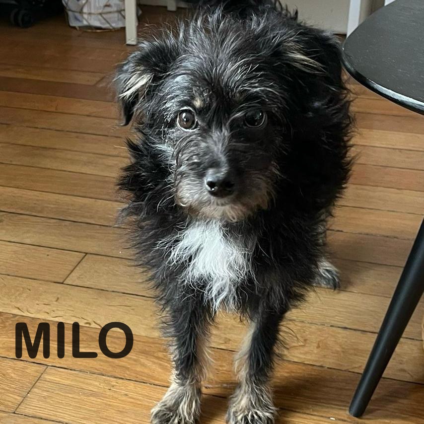 milo1