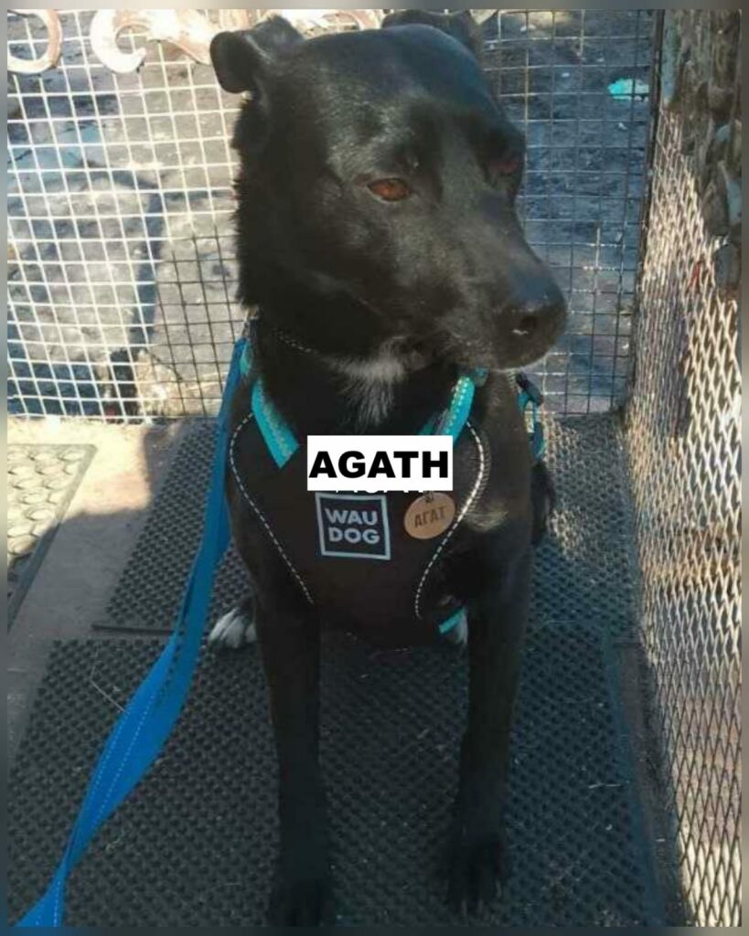 agath2