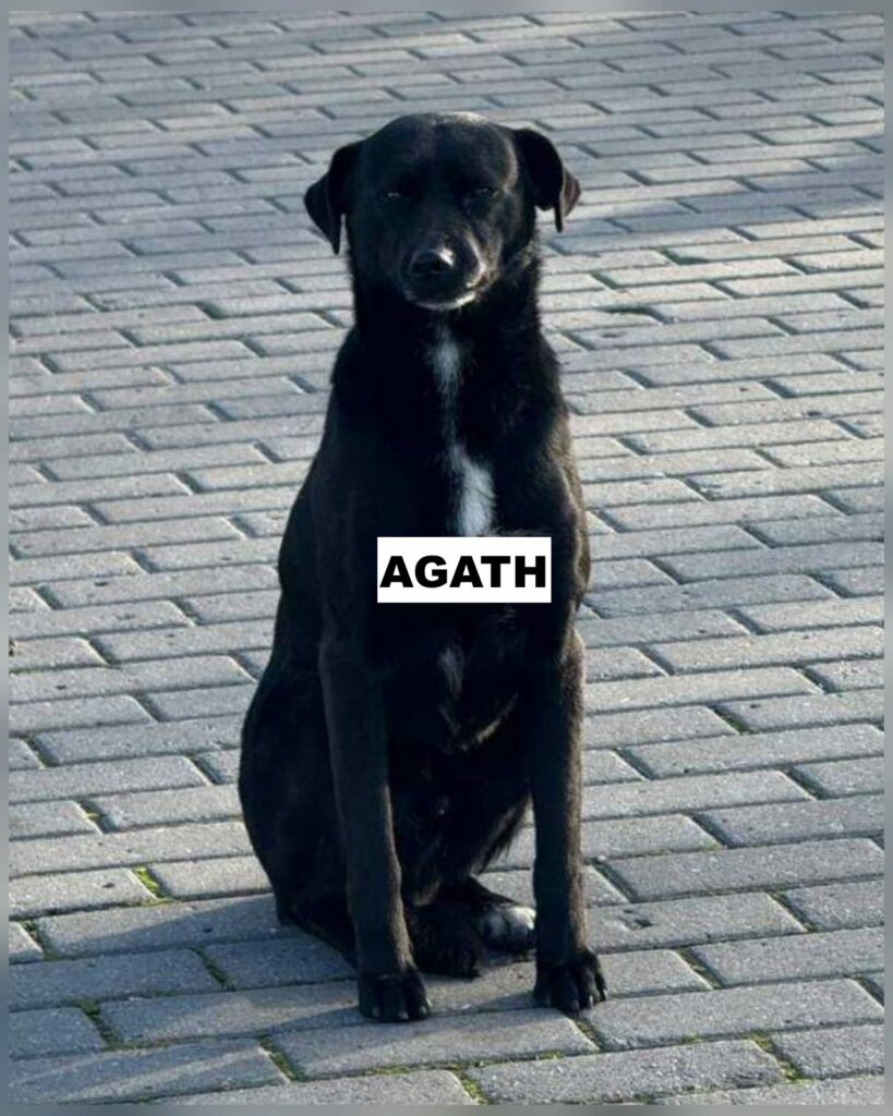 agath3