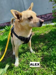 alex6