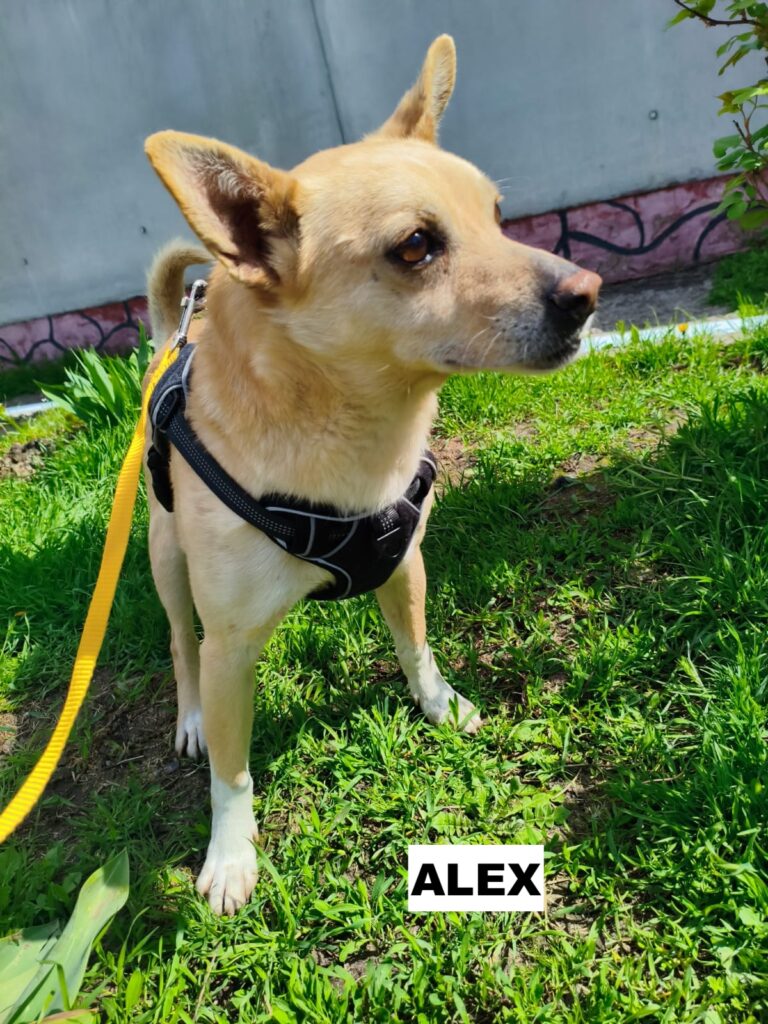 alex6